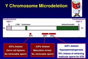 Y-chromosome