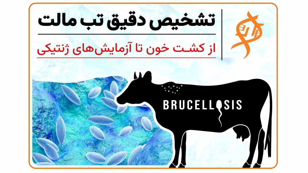 تصویر فرآیند تشخیص تب مالت (Brucellosis) با تکنیک‌های مولکولی