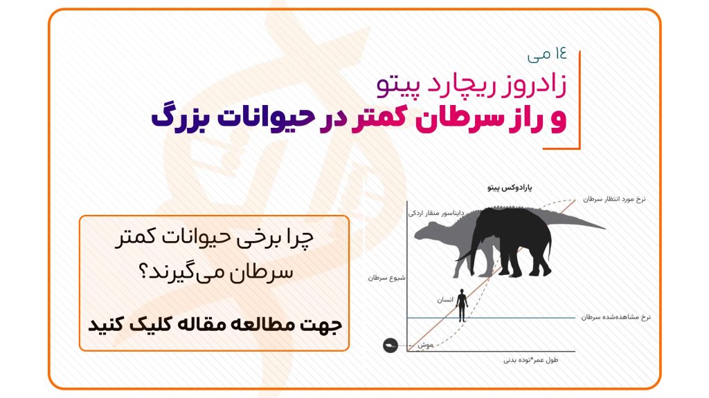 فیل با بیش از ۲۰ نسخه از ژن p53، نماد کاهش خطر سرطان در حیوانات بزرگ طبق پارادوکس پیتو.