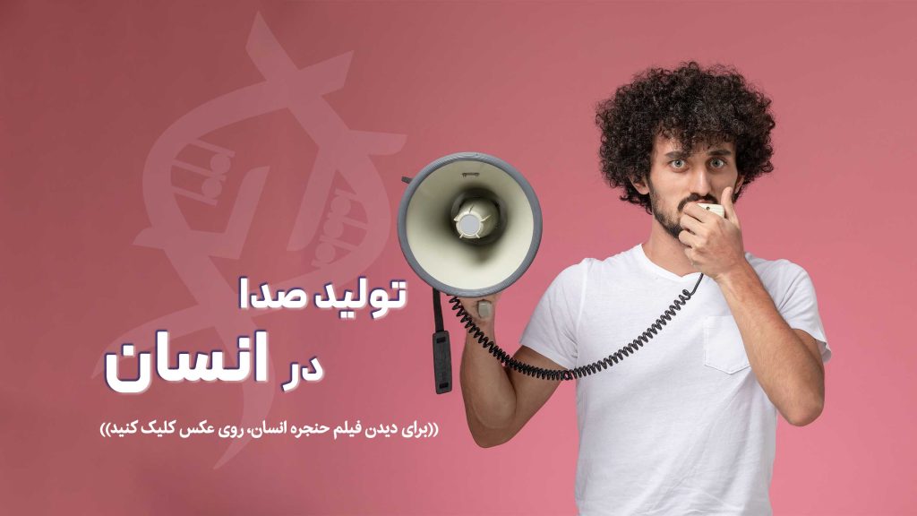 تصویربرداری از تارهای صوتی انسان هنگام ارتعاش در حنجره و تولید صدا